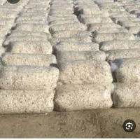 بسم الله تفاله چغندر قند