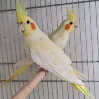 طوطی ملنگو مولد طوسی ، جوجه گرینچیک و عروس|پرنده|بیرجند, |دیوار