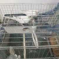 مرغ عشق مولد|پرنده|پاکدشت, پاکدشت (مامازند)|دیوار