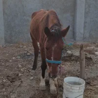 اسب اصیل عرب|اسب و تجهیزات اسب‌سواری|قلعه قاضی, |دیوار