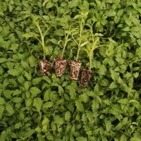 نشاگوجهفرنگی بدرو وبریویو دستگیردریافت سفارش کاشت|خدمات باغبانی و درختکاری|مرودشت, تخت جمشید|دیوار