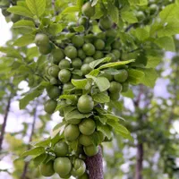 فروش باغچه خوش نقشه و چهار دیواری در رباط کریم|فروش زمین و ملک کلنگی|رباط‌کریم, رباط‌کریم|دیوار