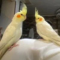 جوجه عروس هلندی