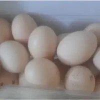 تخم مرغ تازه