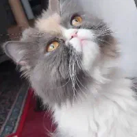 پرشین اگزوتیک