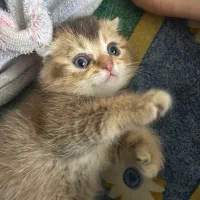 اسکاتیش گلد