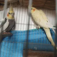 عروس هلندی|پرنده|مراغه, |دیوار