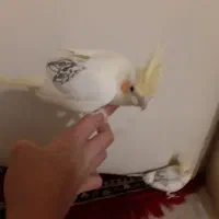 سلام  عروس هلندی  جدید بسیار  زیبا موجود شده|پرنده|شیراز, گل سرخ|دیوار