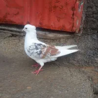 یک جفت کفتر