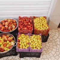 لواشک محلی و ارگانیک  با بسته بندی و بهداشتی|خوردنی و آشامیدنی|قم, کلهری|دیوار