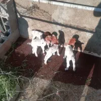 حیون نیمه ای بز ومیش می پزریم