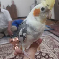 عروس هلندی،گمشده|پرنده|زنجان, |دیوار