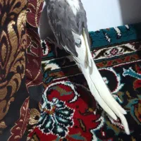 عروس هلندی ماده|پرنده|قم, شهرک امام حسین|دیوار