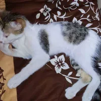 واگذاری بچه گربه ی سه ماه و نیم