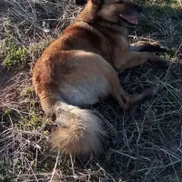 یک سگ سرابی گمشده