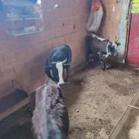 بره و میش و گوساله  و گاو گوساله دار|حیوانات مزرعه|ساری, |دیوار