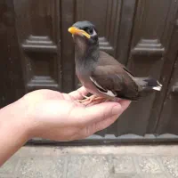 جوجه مینا درختی فوق‌العاده دستی