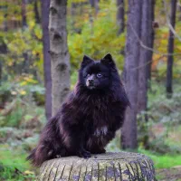 سگ پامرین خاص و کمیاب ترین رنگ موجود در ایران