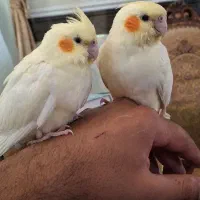 عروس هلندی رام