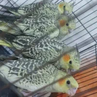 عروس هلندی دستی گلباقالی