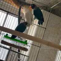 طوطی برزیلی