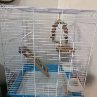 قفس عروس هلندی