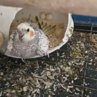 عروس هلندی تازه دون خور شده