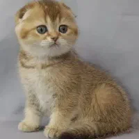 واگذاری گربه ny24گلد و بلک