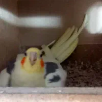 عروس هلندی خانگی دوکت|پرنده|اصفهان, جاوان|دیوار