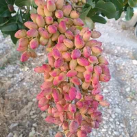 نهال پسته و نهالستان