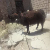 گوسفند|حیوانات مزرعه|خزل, |دیوار