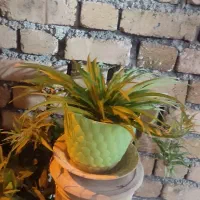 گل های زیبا|گل و گیاه طبیعی|دورود, |دیوار