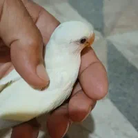 حراج عروس و جوجه برزیلی دستی