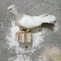 کله الماسی و اوغون