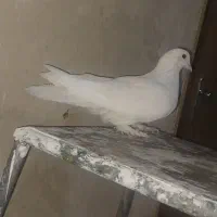 تعدادی کبوتر خوب