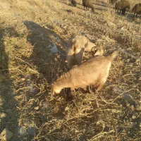 بز و بزغاله|حیوانات مزرعه|لالجین, |دیوار