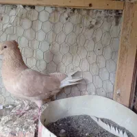 کفتر|پرنده|میانه, |دیوار