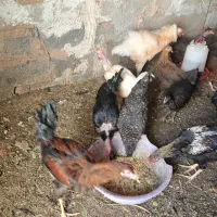 ۳عدد خروس گلین و لاری گردن گلابی|حیوانات مزرعه|شیراز, بید زرد|دیوار