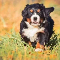 توله نر و ماده برنس مانتن داگ