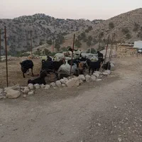 بیست و نه راس بز|حیوانات مزرعه|دهدشت, |دیوار