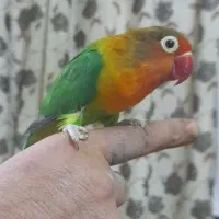 کتوله دستی بسیار اروم ودوست داشتنی