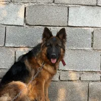 سگ ژرمن معاوضه با چیز بدرد بخور هم دارم