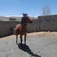 اسب مادیون آرام خوش را|اسب و تجهیزات اسبسواری|کرچمبو, |دیوار