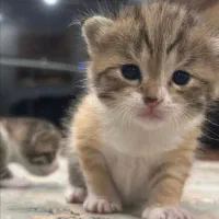 واگذاری بچه گربه نژاد بیریتیش