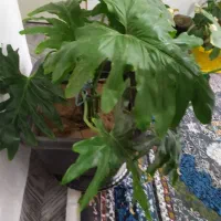 26عدد گل و استند فروشی|گل و گیاه طبیعی|محمدیه-قزوین, |دیوار