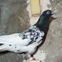 کفتر سرسیاه