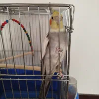 عروس هلندی نرو ماده|پرنده|برخوار, |دیوار