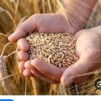 دوکیسه گندم پیشگام