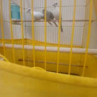 عروس هلندی با جوجه و قفس