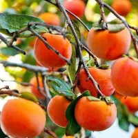 پخش نهال خرمالو گوجه ای گلدانی